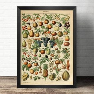 cartel de frutas vintage