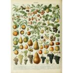 cartel fruta