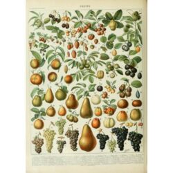 cartel fruta