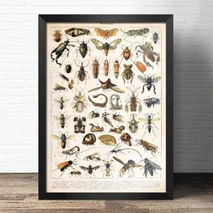 cartel de insectos vintage