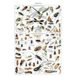 cartel insecto