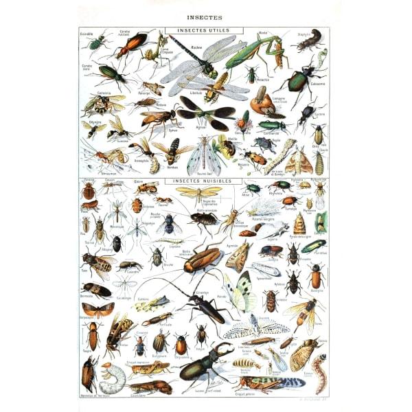 cartel insecto cartel insecto