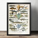 cartel pez vintage