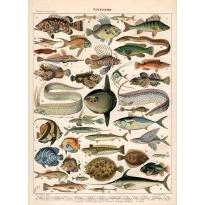 cartel vintage pescado